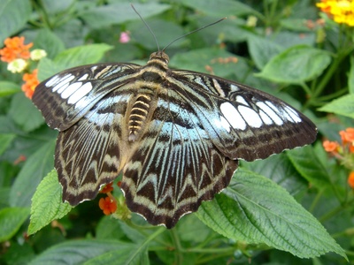 Exotischer Schmetterling