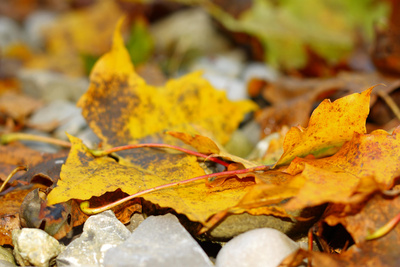 Herbstlaub auf Stein