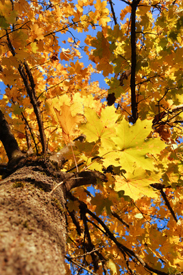 Baum von unten II