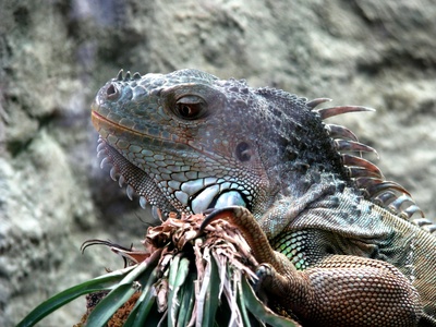 grüner Leguan , Iguana iguana