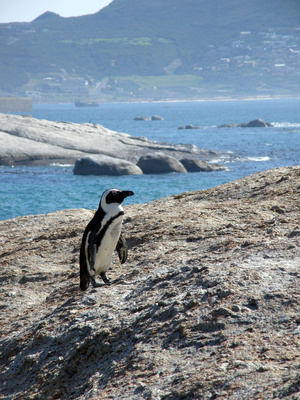 Pingiun am Kap der guten Hoffnung