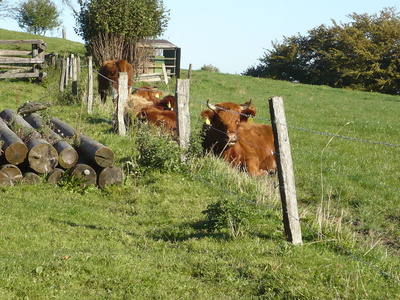 Rinder im Sauerland