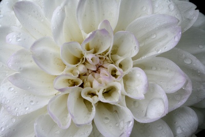 Weiße Rose nach einem Regenguss