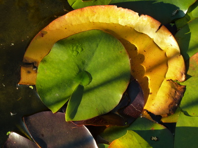 Seerose mit "Platzteller"