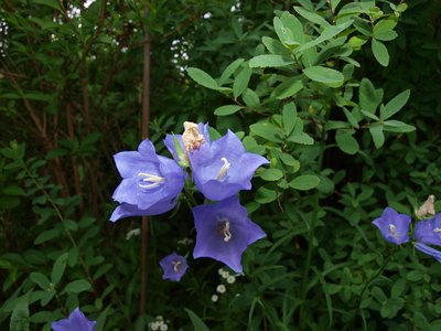 Glockenblume Campanula latifolia