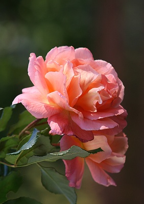 oktober-rose
