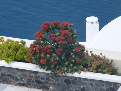Blumen Santorinis 1