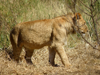 Junger Löwe im Busch