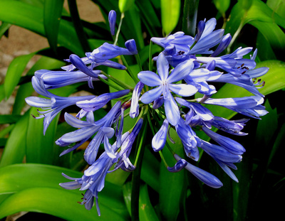 Blaustern-Blüten (Scilla)