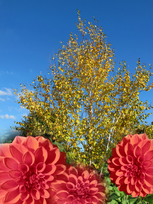 Garten im Herbst