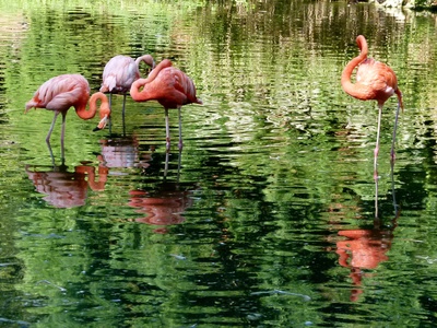 Flamingos im Wasser stehend