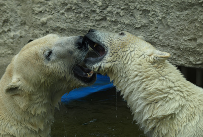 verspielte und verliebte Eisbären