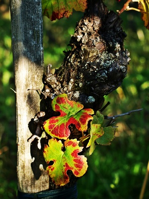 Herbstlicher Weinstock 2