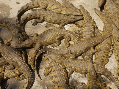 Krokodilfarm in Zimbabwe