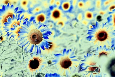 Die blauen Sonnenblumen