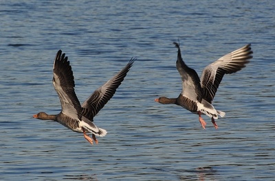 Graugänse im Flug