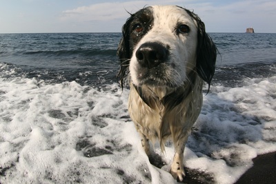 ein ganz normaler Hund