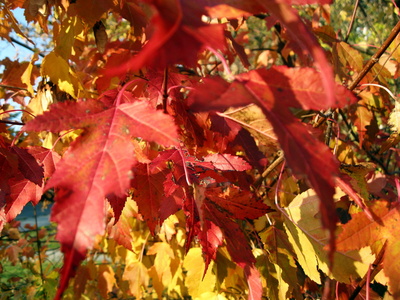 Herbstblätter...