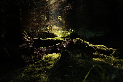 Lichterflut im Wald