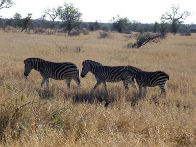 Drei Zebras in Afrika