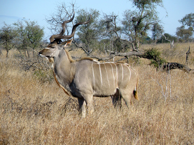 Ein Großer Kudu Bock