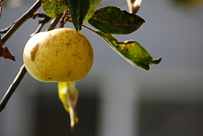 Der gelbe Apfel