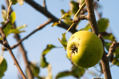 Der letzte Apfel