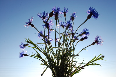 Oktober-Kornblumen