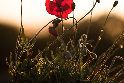 Des Mohnes Blüte glänzt ...