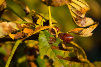 Kastanie im Herbst