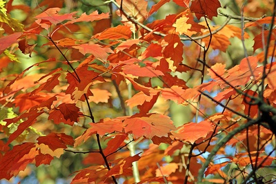 Herbstfarben im Westerwald