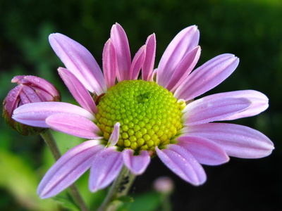 Herbstblüten