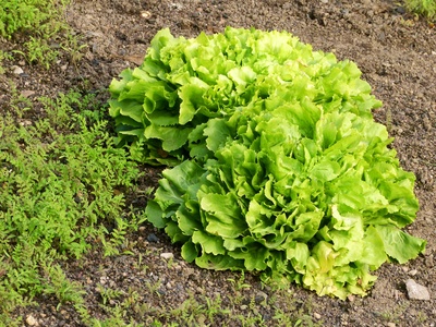 Salat vor der Ernte