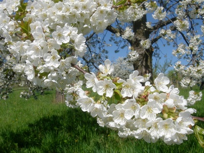 Kirschblüten in der Wetterau