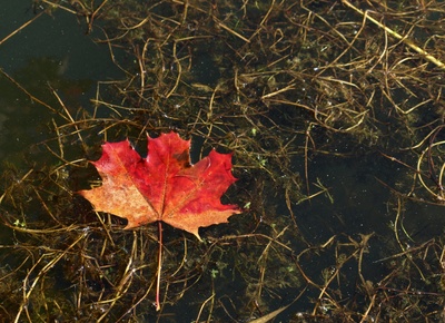 Herbstblatt