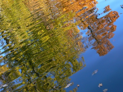 der Herbst im Teich