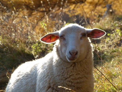 Lamm in der Herbstweide