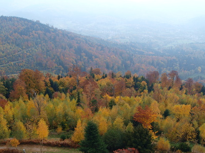 Farbkasten Mischwald im Herbst