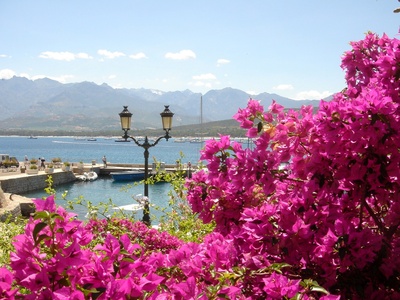 Blütenpracht am Hafen von Calvi
