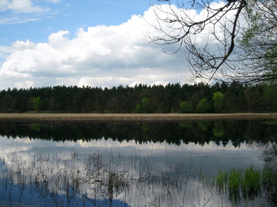 Frühling am Teich