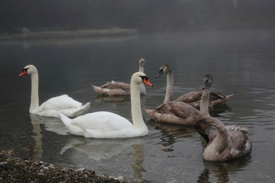 Schwanensee