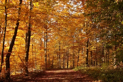 Im Herbstwald 4