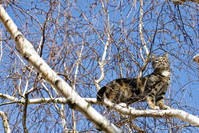 Katze hoch auf einem Baum