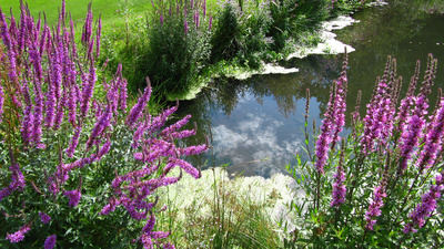 Teich mit blühenden Ufern