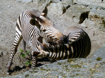 Beißende Zebrahengste