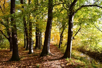 waldweg