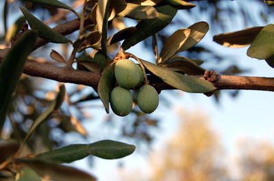 frische Oliven