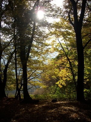 Herbstwald über Ziegelhausen