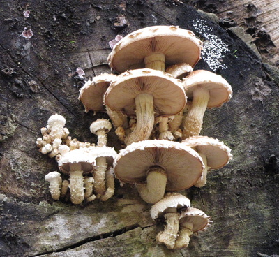 Familie Pilz auf Baumstamm