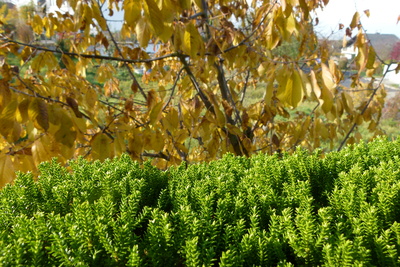 Grün und Braun - der Herbst kommt